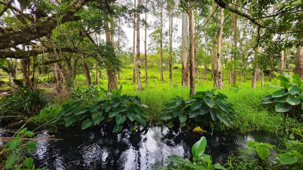Terreno en Venta en Nueva California Chiriqui Panamá | $226,000 | MLS# 24968