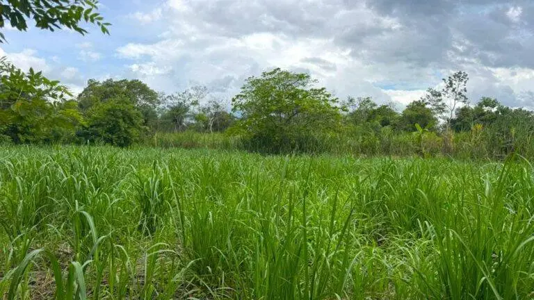 Terreno en Venta en Tinajas Chiriqui Panamá | $98,000 | MLS# 25125