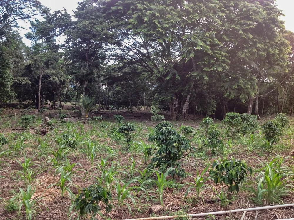 Terreno en Venta en Toabaré Coclé Panamá | $35,000 | MLS# 25962
