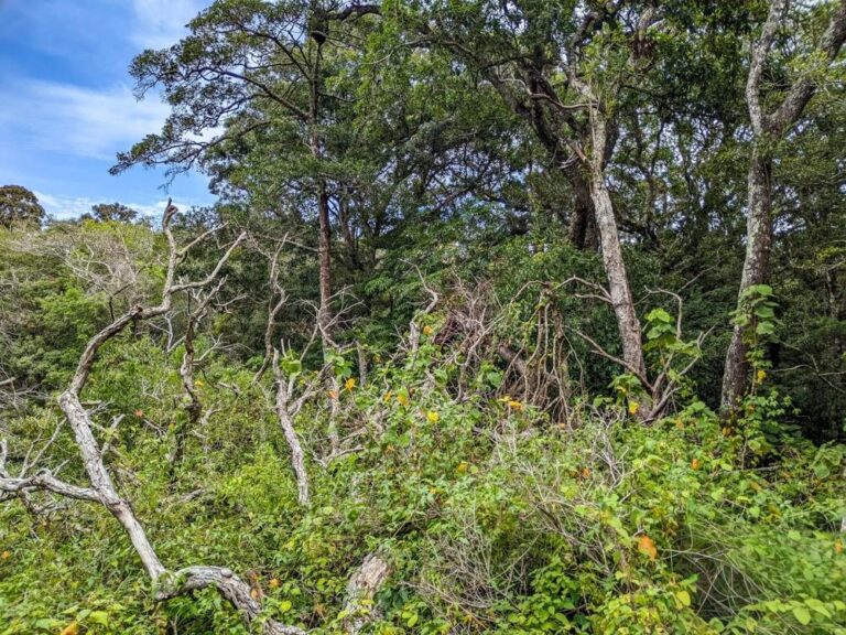 Terreno en Venta en Palmira Chiriqui Panamá | $46,500 | MLS# 26045