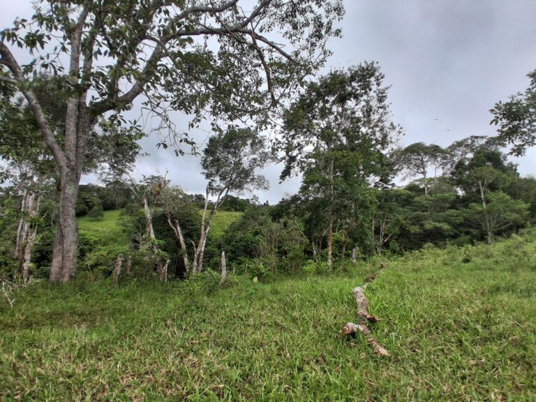 Finca en Venta en Rovira Chiriqui Panamá | $650,539 | MLS# 26093